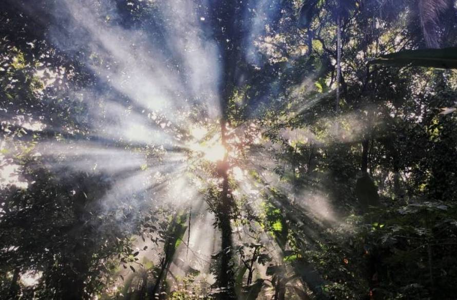 Sunlight streaming through dense trees in a forest, creating bright rays.